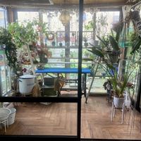ストレリチア,ハオルチア,レモンマートル,多肉植物,ハーブのある暮らしの画像