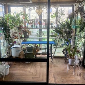 ストレリチア,ハオルチア,レモンマートル,多肉植物,ハーブのある暮らしの画像