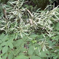 ヤマブキ,ヤマブキショウマ,野草,北海道,在来種の画像