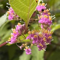 ムラサキシキブ,ムラサキシキブ,紫式部,紫式部,むらさきしきぶの画像
