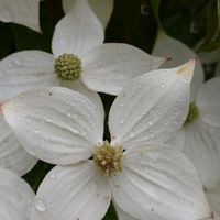 ヤマボウシ,白い花,マンションの花壇,おしゃれな土曜日♪,ドラマチックな土曜日の画像