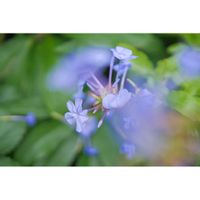 ルリマツリ,ミラーレス一眼,夜中にこっそり,青い花マニア,美しき青きドヨウの画像