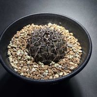 サボテン,ギムノカリキウム,黒刺鳳頭,ギムノカリキウム属,サボテン☆の画像