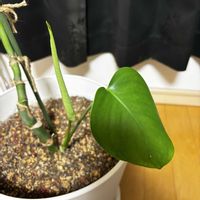 モンステラ,切り戻し,ガーデニング超初心者,寝室の画像