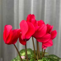 シクラメン,花のある暮らし,ベランダの画像