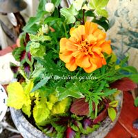 マリーゴールド,寄せ植え,可愛い,庭の花,癒しの画像