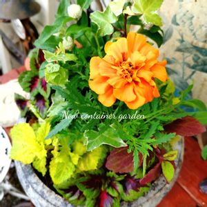 マリーゴールド,寄せ植え,可愛い,庭の花,癒しの画像