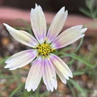 コスモス,ハートカズラ,いつもありがとう♡,葉っぱのある暮らし,ばら バラ 薔薇の画像