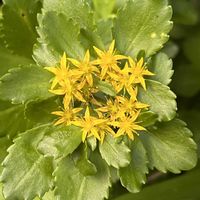 キリンソウ,キリンソウ,麒麟草,麒麟草,きりんそうの画像