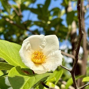 ヒメシャラ,ナツツバキ,庭パト,今日のお花,白い恋人達の画像