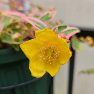 キンシバイ,ヒペリカム,ヒペリカム トリカラー,鉢植え,明るい日陰の画像