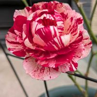 ゼフィランサス,ノコギリソウ,薔薇 センチメンタル, ランタナ,サルビアインボルクラータ、の画像