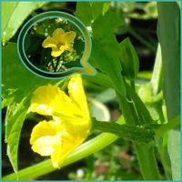 アジサイ,ゴウヤ,ご近所さんにて,収穫が楽しみ,チーム新潟の画像