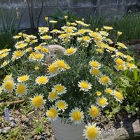 マーガレット,可愛い,花のある暮らしの画像