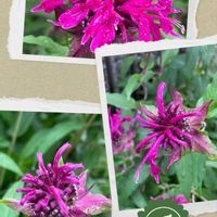 モナルダ,緑のある暮らし,可愛いお花,笑顔になれる♪,我が家の花の画像