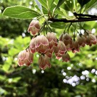 サラサドウダン,樹木,山歩き,樹木の花の画像