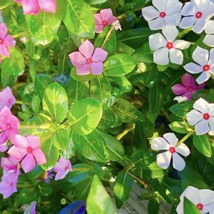 ニチニチソウ,寄せ植え,可愛い,白い花,花のある暮らしの画像