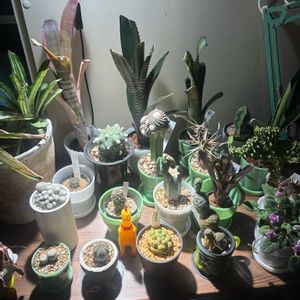 サボテン,アガベ,ビルベルギア,タンク ブロメリア,多肉植物の画像