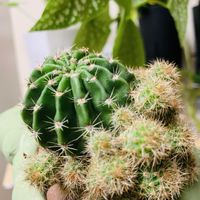 サボテン,サボテンの画像