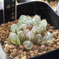 ハオルチア,オブツーサ錦　龍珠,鉢植え,ハオルチア属,斑入り。の画像