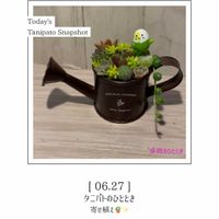 寄せ植え,多肉植物,多肉寄せ植え,succulent,多肉植物好きの画像