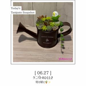 寄せ植え,多肉植物,多肉寄せ植え,succulent,多肉植物好きの画像
