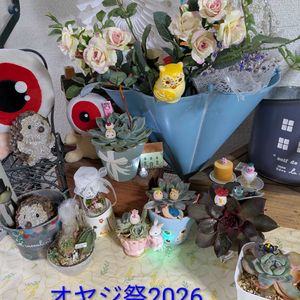多肉植物,多肉の寄せ植え,ベランダ多肉,繋がりに感謝✨,全国オヤジ連合会の画像
