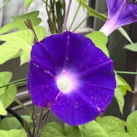 アサガオ,アサガオ,鉢植え,ネコ好き,ピンクの花の画像