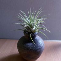 チランジア,エアプランツ,一輪挿し,信楽焼,iPhone撮影の画像