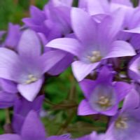 北海道,バラが満開,家庭菜園,庭の画像