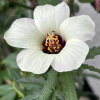 ハイビスカス,ハイビスカス レッドマジック,ハイビスカス トリオナム,極小ハイビスカス,鉢植えの画像