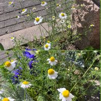 カモミール,カモミール,カラー,カラー,ルドベキアの画像