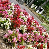 ベゴニア,石川県,チーム石川,お出かけ先の画像