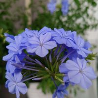 ルリマツリ,癒しの花,プルンバーゴ ルリマツリ,素敵な日曜日を✨,ビューティフル サンデーの画像