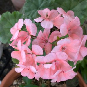 ゼラニウム,多肉植物,葉挿し,多肉寄せ植え,実生苗の画像