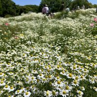 カモミール,昭和記念公園,ハーブ,いい香り,白い花の画像