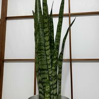 サンセベリア,サンセベリア ゼラニカ,観葉植物,和室,玄関アプローチの画像