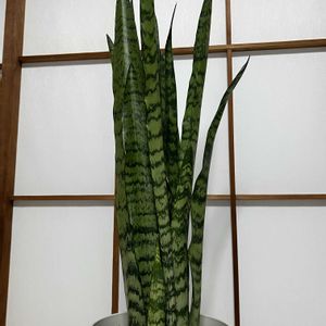 サンセベリア,サンセベリア ゼラニカ,観葉植物,和室,玄関アプローチの画像
