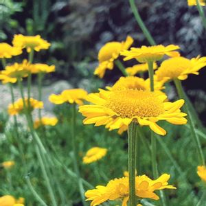 ハーブのある暮らし,今日のお花の画像