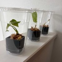 モンステラ,観葉植物の画像