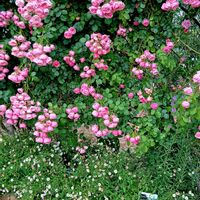 ミニバラ,ピンクの花,綺麗な花,笑顔になる花,栃木花センターの画像