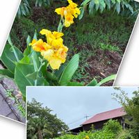 カンナ,花のある暮らし,お散歩写真,緑のある暮らし,GSに感謝。の画像