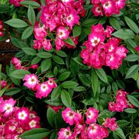 ミニバラ,綺麗な花,笑顔になる花,栃木花センター,可愛い癒しの画像