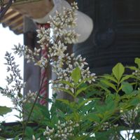 ナンテン,近所のお寺,Juneの会,秘密の花園♡,2020年6月同期NO.002の画像