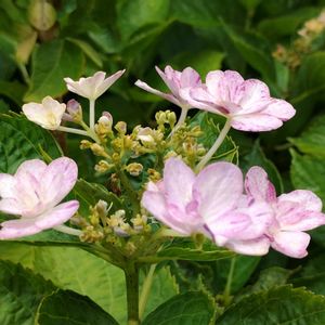 アジサイ,鉢植え,花のある暮らし,植物のある暮らし,植中毒の画像