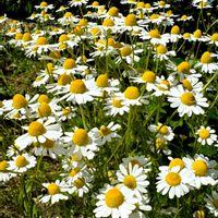 カモミール,ハナムグリ,小さな畑,今日のお花,人に優しくの画像