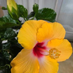 ベランダガーデン,大輪の花,ハイビスカスイエロー♡,幸せの黄色いお花,日曜日はビタミンカラーの日の画像