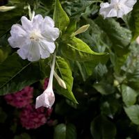 オシロイバナ,カサブランカ,カサブランカ　ピンク,可愛いお花達,世界に平和をの画像