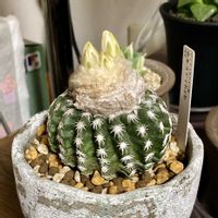 サボテン,ディスコカクタス ホルスティ,ディスコカクタス ホルスティ,多肉植物,つぼみの画像