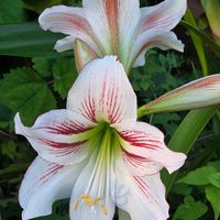 アマリリス,ミニアマリリス,ガーデンアマリリス,八重咲きアマリリス,八重咲きアマリリスの画像